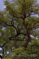/album/ecosistemas-de-mexico1/lrp1006-olinala-guerrero-jpg/